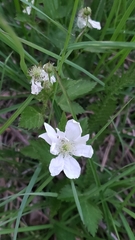 Rubus flagellaris