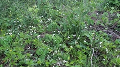 Rubus flagellaris
