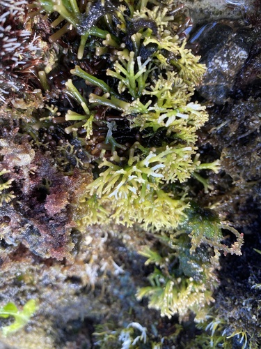Gymnogongrus flabelliformis