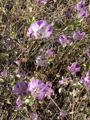 Clarkia purpurea viminea