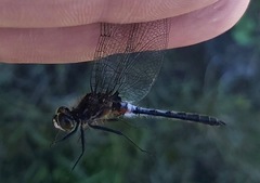 Leucorrhinia frigida
