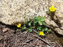 Potentilla albiflora