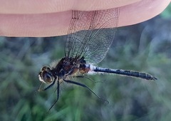 Leucorrhinia frigida