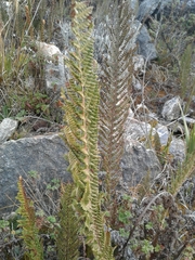 Polystichum orbiculatum