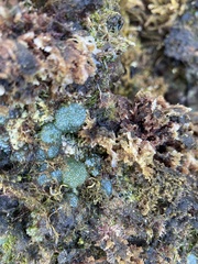 Dictyosphaeria versluysii