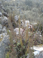 Polystichum orbiculatum