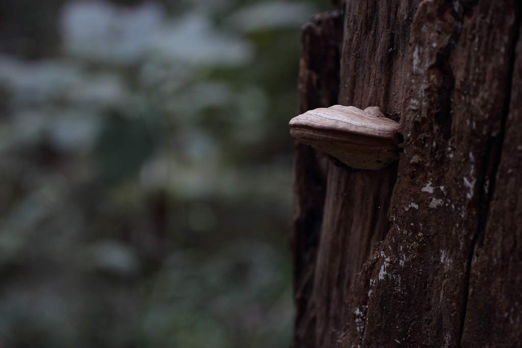 Ganoderma applanatum · November 2014 · photo: © harumkoh (iNaturalist, cc-by)
