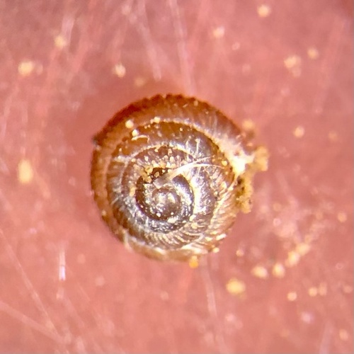 Strobilops aenea, 2021-05-27