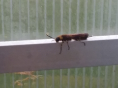 Eriotremex formosanus