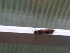 Eriotremex formosanus