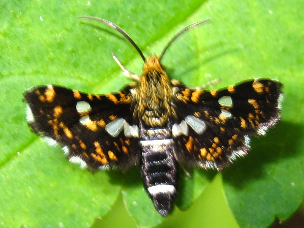 Picture-winged Leaf Moths