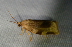 Choristoneura fractivittana