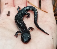 Plethodon kisatchie