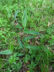 Dichanthelium latifolium