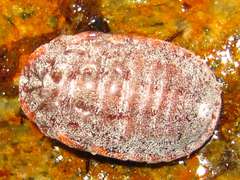 Drosicha corpulenta