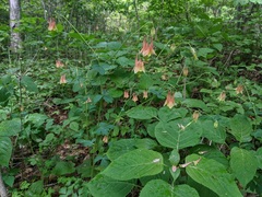 Aquilegia canadensis