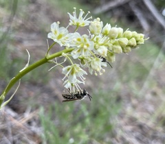 Andrena astragali