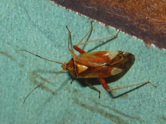 Castanopsides potanini