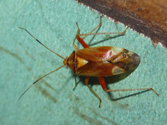 Castanopsides potanini