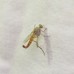 Lysilinga occipitalis