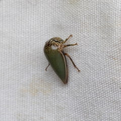 Stictopelta marmorata