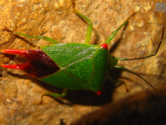 Acanthosoma labiduroides