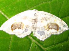 Auzata nigrata