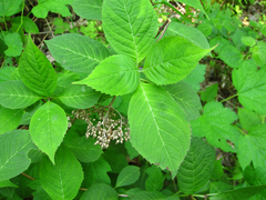 Hydrangea serrata