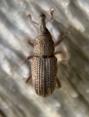 Dryophthorus americanus
