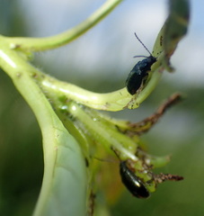 Lysathia ludoviciana