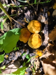Fungi