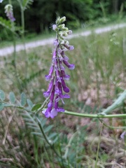 Vicia villosa