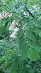 Robinia pseudoacacia