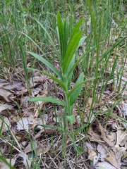 Asclepias tuberosa