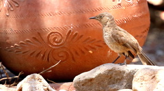 Toxostoma curvirostre