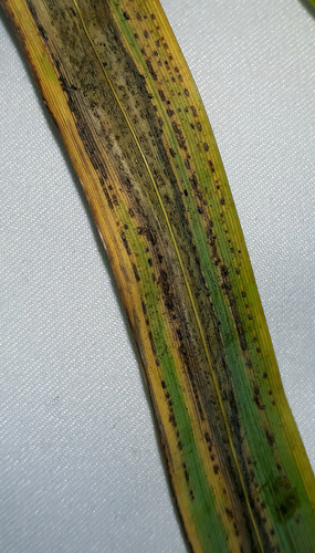 Puccinia chathamica image