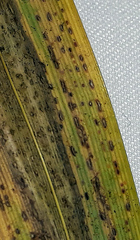 Puccinia chathamica image