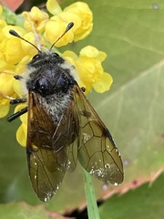 Trichiosoma triangulum