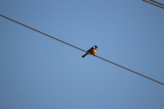 Sporophila torqueola