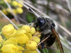 Trichiosoma triangulum