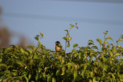 Sporophila torqueola