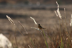 Sporophila torqueola