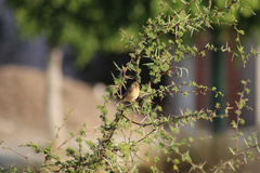 Sporophila torqueola