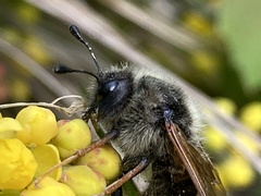 Trichiosoma triangulum