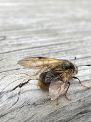 Trichiosoma triangulum