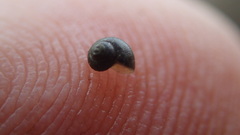 Fluminicola turbiniformis