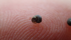 Fluminicola turbiniformis