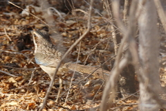 Uratelornis chimaera