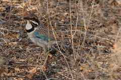 Uratelornis chimaera