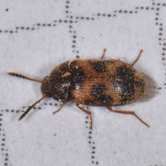 Mycetophagus punctatus